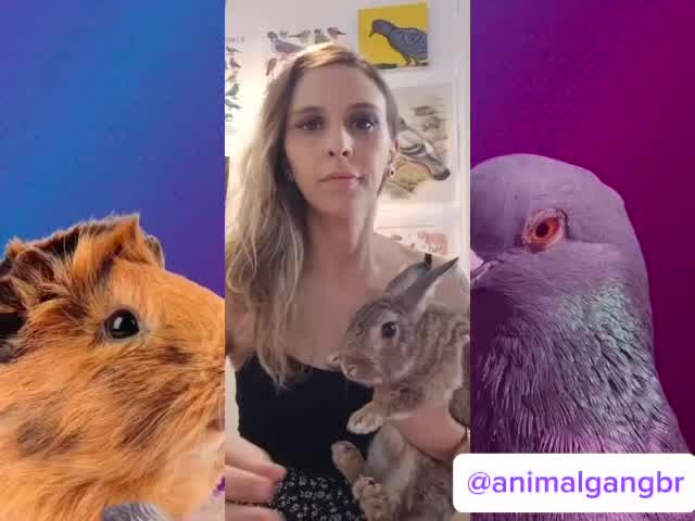 Vídeo: Conheça o grupo "Animal Gang"