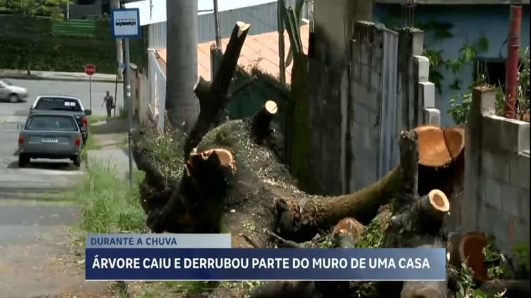 Vídeo: Árvore cai e derruba parte de muro na região oeste de BH