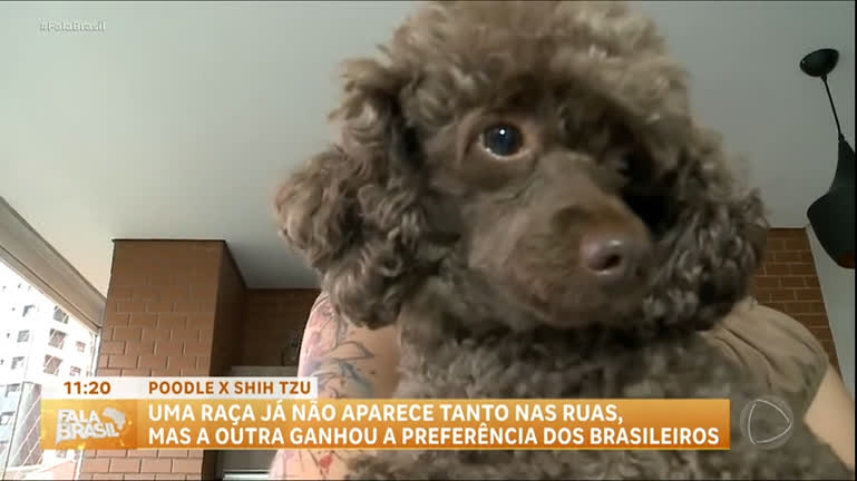 Vídeo: Cachorros da moda: entenda por que a raça poodle perdeu a preferência dos brasileiros