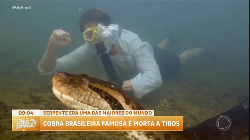 Vídeo: Cobra brasileira destaque em documentários internacionais é morta a tiros no MS