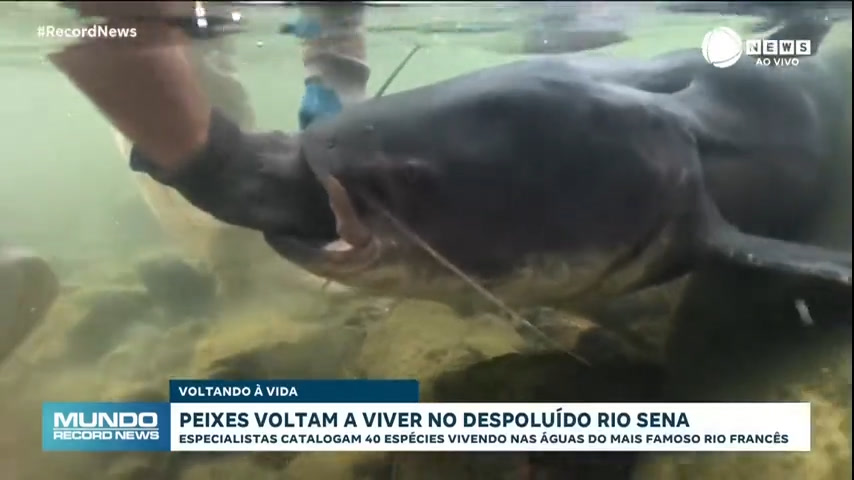 Vídeo: Peixes voltam a viver no Rio Sena após despoluição para as Olimpíadas