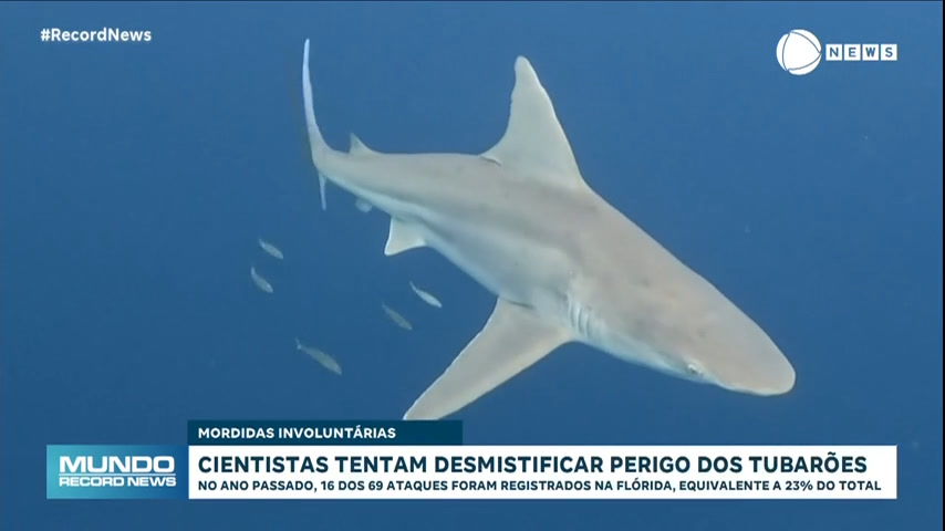 Vídeo: Cientistas da Flórida querem desmistificar perigo dos tubarões