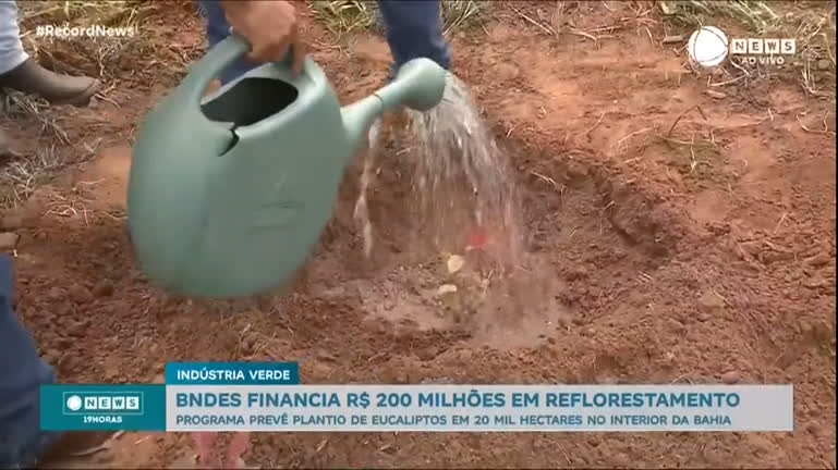 Vídeo: BNDES financia reflorestamento de 20 mil hectares no interior da Bahia