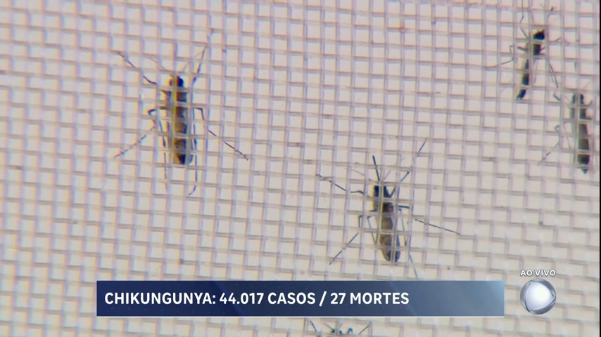 Vídeo: Médicos alertam que chikungunya pode ser gatilho para doença reumática
