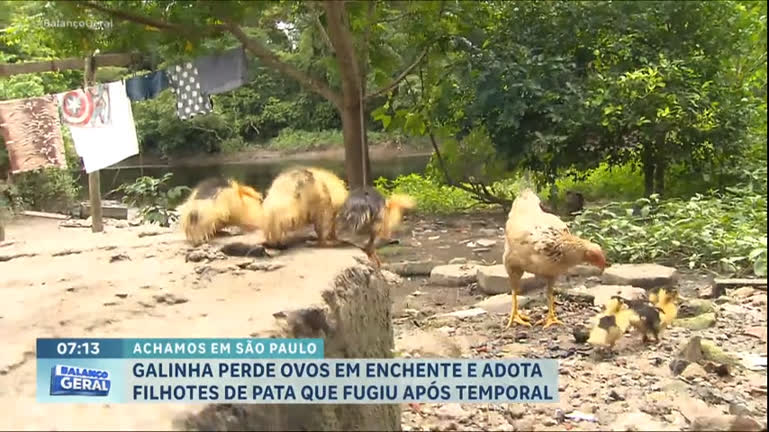 Vídeo: Achamos em São Paulo : Galinha perde ovos em enchente e adota filhotes de pata