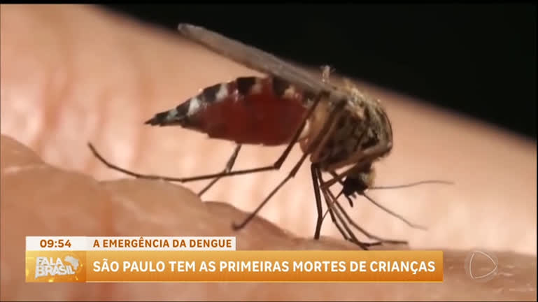 Vídeo: Duas mortes por dengue em crianças são registradas em São Paulo