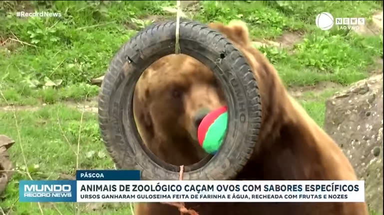 Vídeo: Animais participam de caça aos ovos temática em zoológico na Alemanha