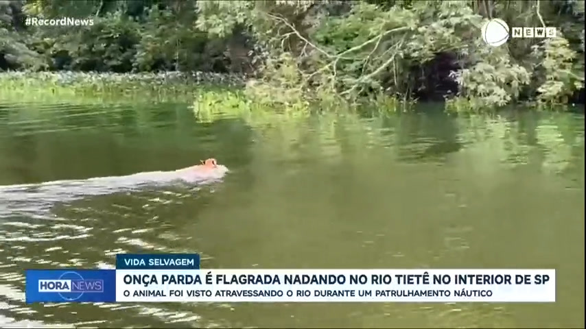 Vídeo: Onça-parda é flagrada nadando no Rio Tietê, no interior de São Paulo