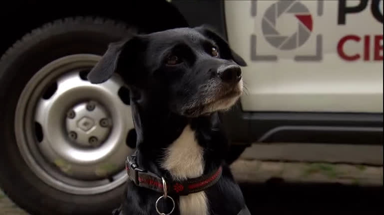 Vídeo: Conheça Maní, o cão perito da Polícia Científica de São Paulo