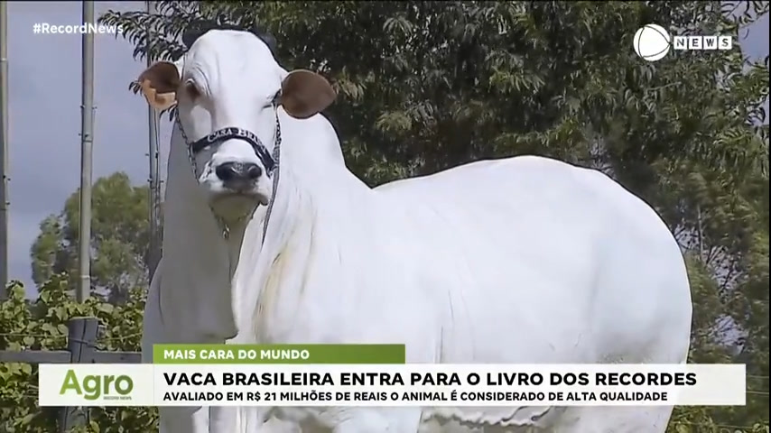 Vídeo: Conheça a vaca brasileira que entrou para o livro dos recordes como a mais cara do mundo