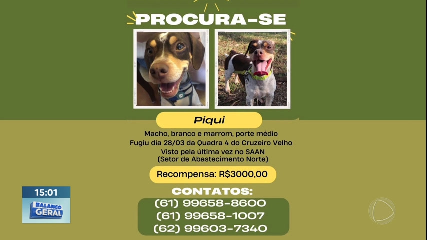 Vídeo: Família oferece recompensa por cachorro desaparecido no Cruzeiro Velho