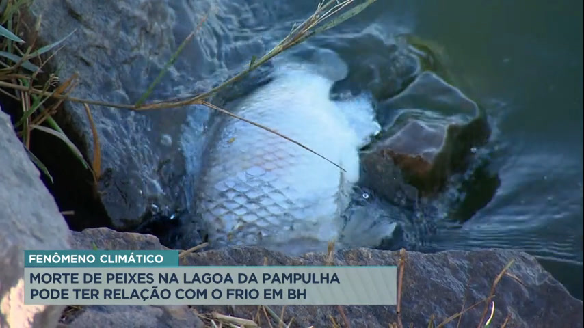 Vídeo: BH: moradores encontram peixes mortos na Lagoa da Pampulha