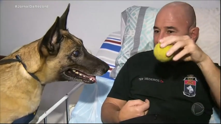 Vídeo: Extraordinários : cães são treinados para identificar tumores e auxiliar na recuperação física de policiais