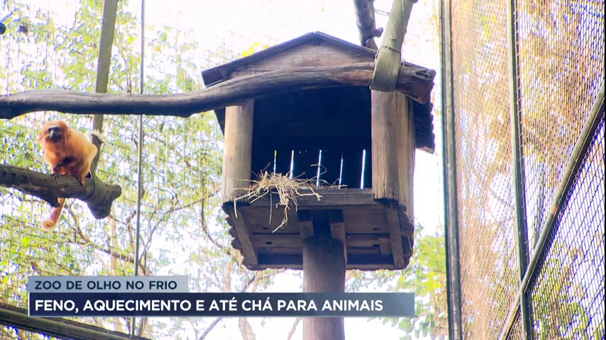 Vídeo: Animais do Zoológico de BH ganham reforço contra o frio