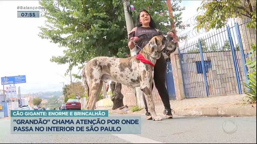 Vídeo: Conheça o cão gigante que chama atenção em Votorantim, interior paulista