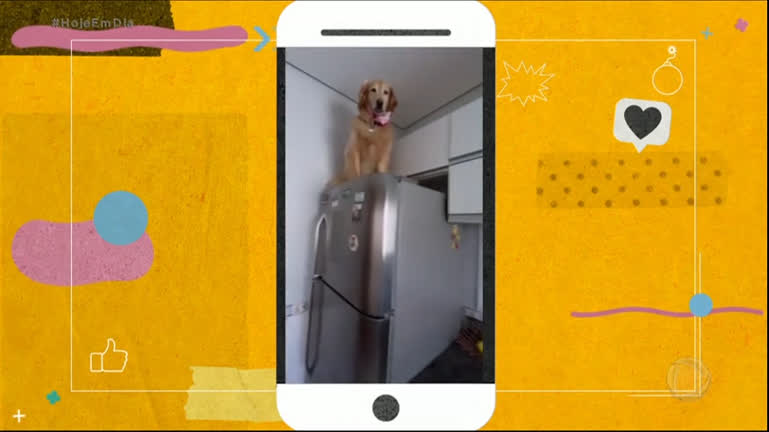 Vídeo: Cachorra “rouba” lugar de pinguim e vai parar em cima de geladeira
