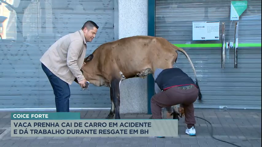 Vídeo: Equipe da Record TV Minas acompanha captura de vaca em avenida movimentada de BH