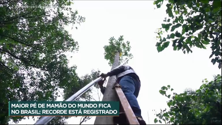 Vídeo: Pé de mamão brasileiro entra no livro dos recordes como o maior do planeta