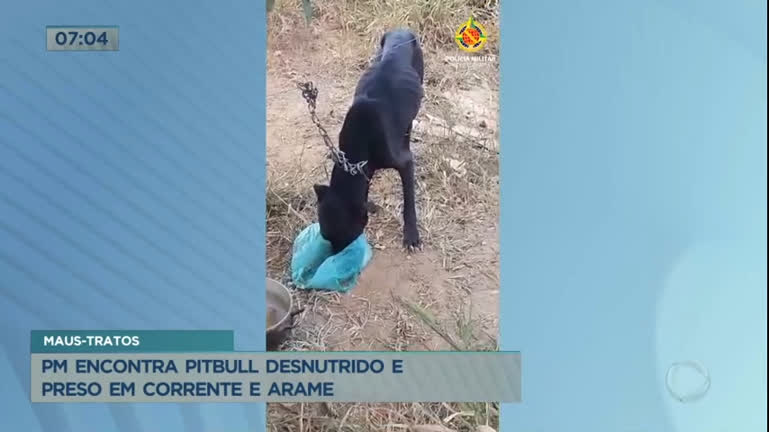 Vídeo: PM resgata pit bull desnutrido e sofrendo maus-tratos em Ceilândia (DF)