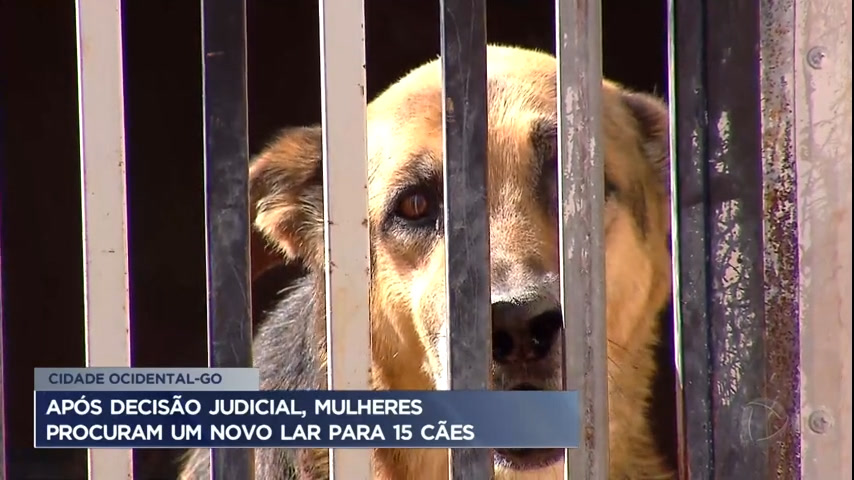 Vídeo: Após decisão judicial, mulheres procuram novo lar para cães no DF