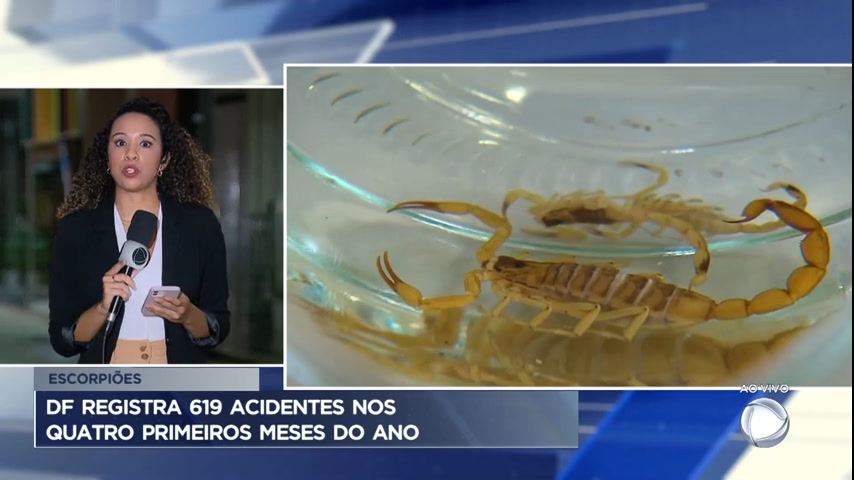 Vídeo: DF registra mais de 600 acidentes com escorpião nos últimos 4 meses