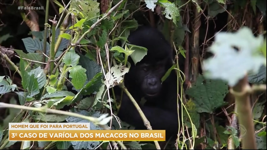 Vídeo: Ministério da Saúde confirma terceiro caso de varíola do macaco no Brasil