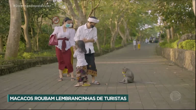 Vídeo: Macacos roubam objetos de turistas na Indonésia