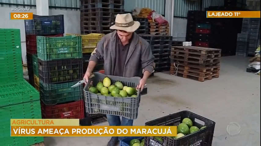 Vídeo: Agricultura