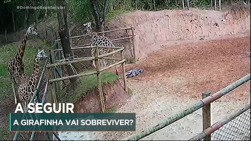 Vídeo: Filhote de girafa rara nasce no zoológico do interior de SP