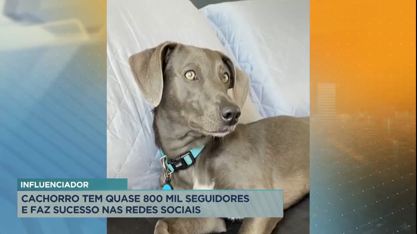 Vídeo: Cachorro "influencer" de MG tem quase 800 mil seguidores
