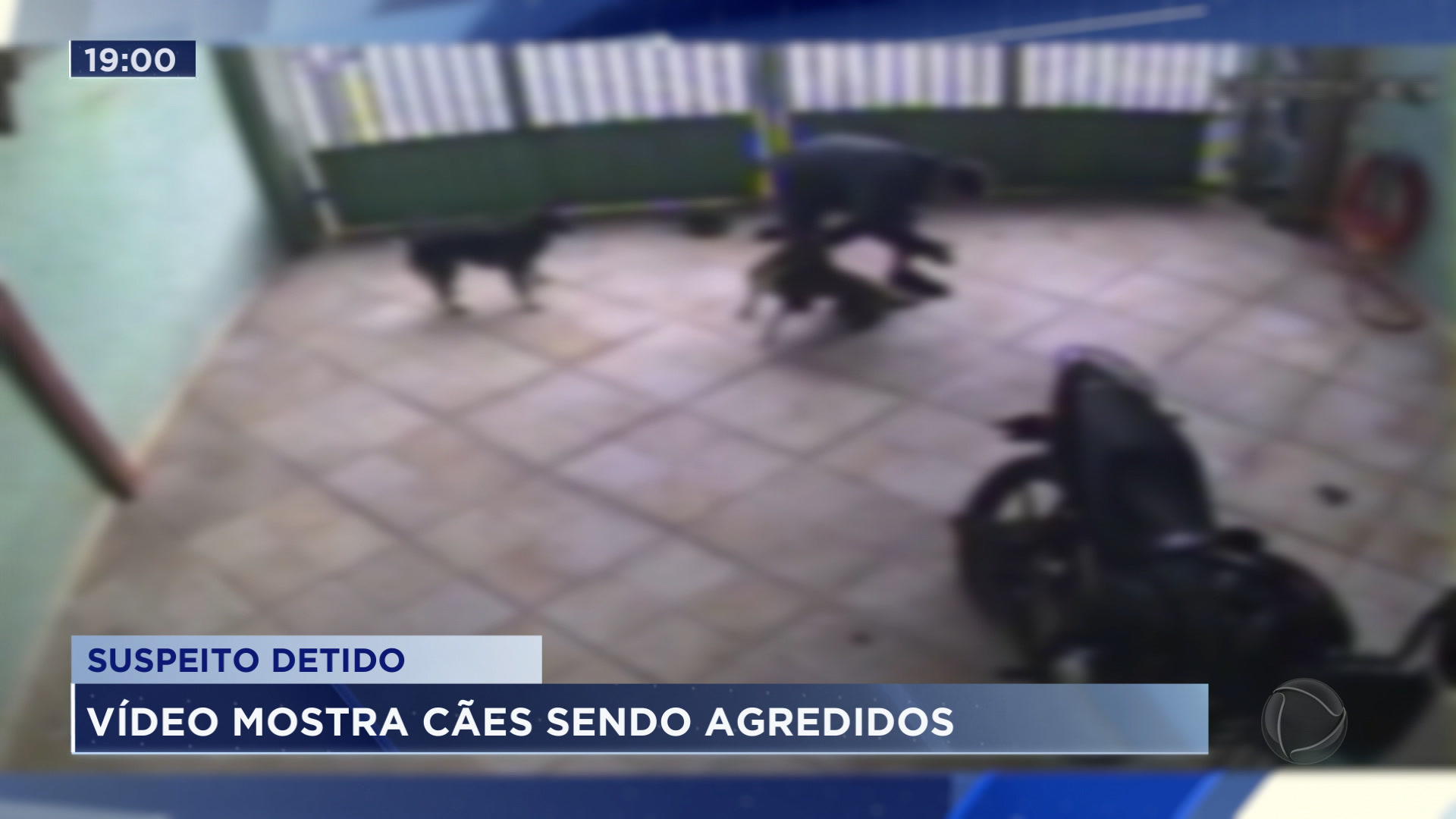 Vídeo: Cachorros são agredidos pelo dono em Praia Grande