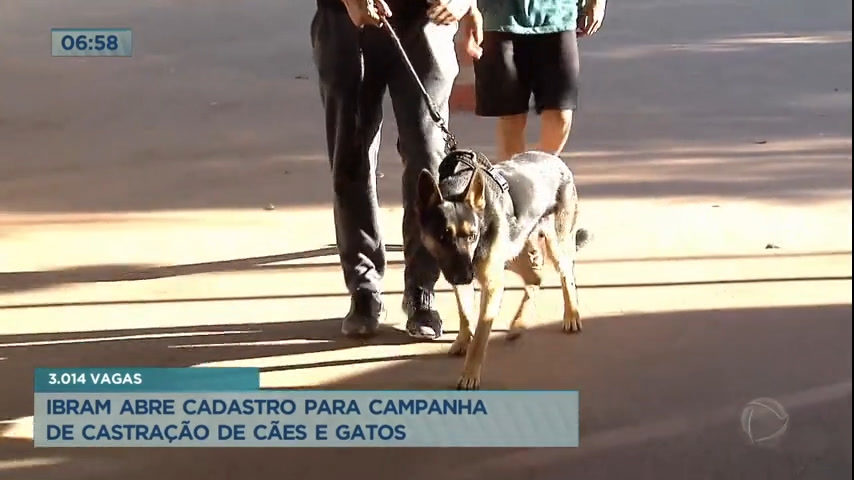 Vídeo: Ibram abre cadastro para campanha de castração de cães e gatos