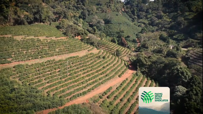 Vídeo: Agricultores de Minas Gerais apostam na produção de café especial