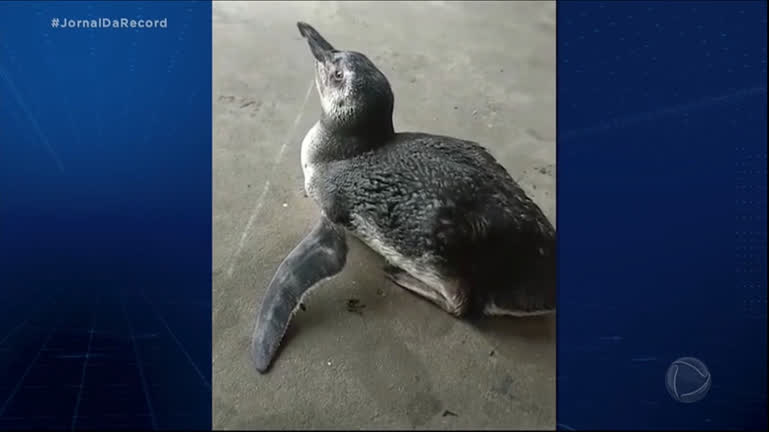 Chegada De Quatro Pinguins Causa Surpresa Em Praias Da Bahia Notícias R7 Jr Na Tv