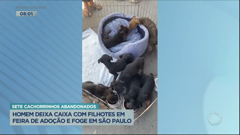 Vídeo: Homem deixa caixa com filhotes de cachorros em feira de adoção e foge