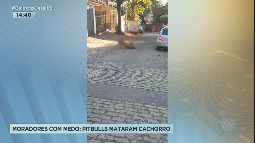 Vídeo: Pitbulls atacam e matam cachorro na Ilha do Governador, zona norte do Rio