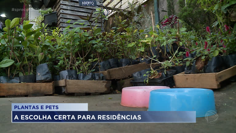 Vídeo: Cuidados com plantas e pets dentro de casa