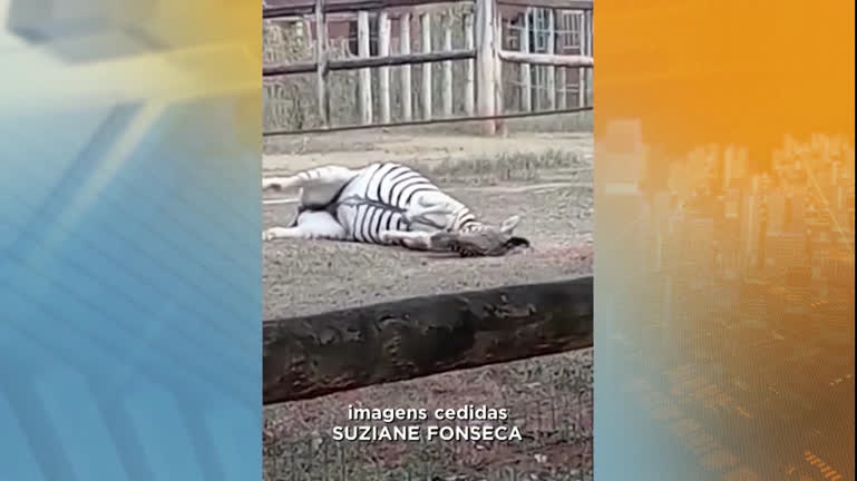 Vídeo: Morre zebra do Zoológico de Belo Horizonte, o único animal da espécie no local.