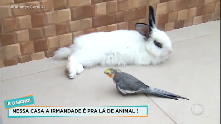 Vídeo: É o bicho! amizade entre coelho e calopsita chama atenção na zona norte do Rio
