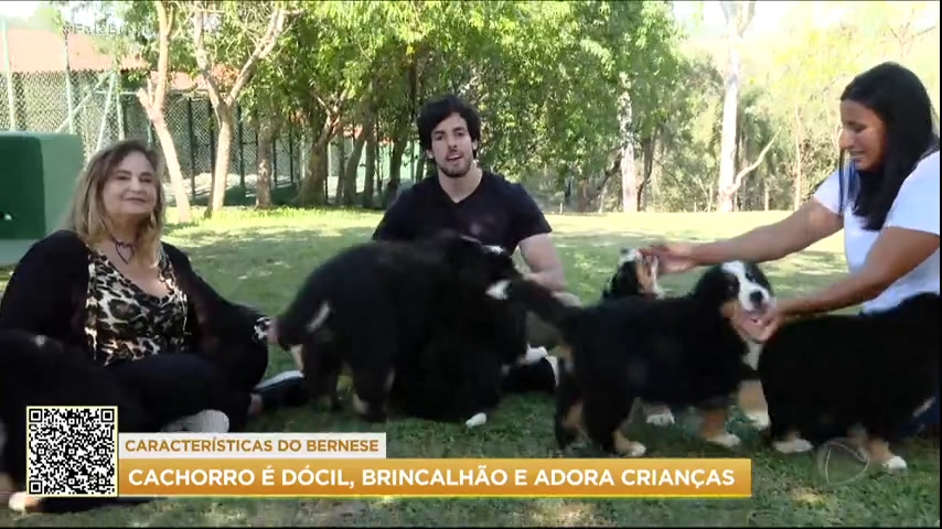 SOS Pet : conheca a raça Bernese Mountain Dog, o cão de pastoreio