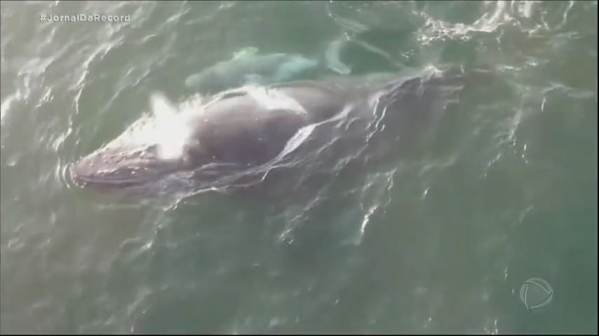 Vídeo: Baleias chegam ao litoral do Brasil para temporada de reprodução