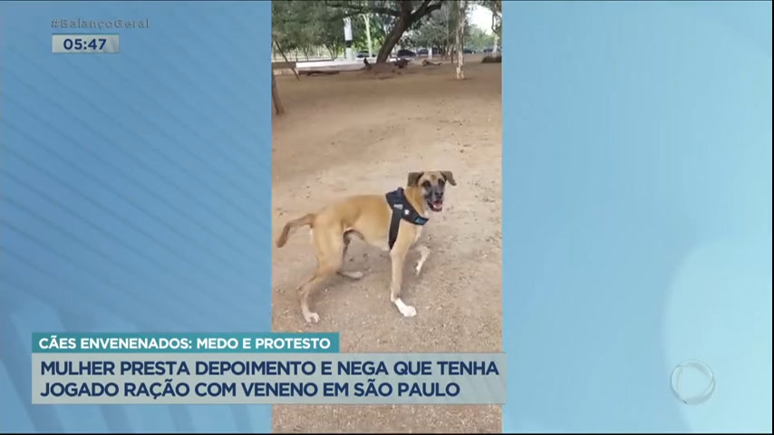 Vídeo: Mulher depõe e nega ter envenenado cães em praça de SP