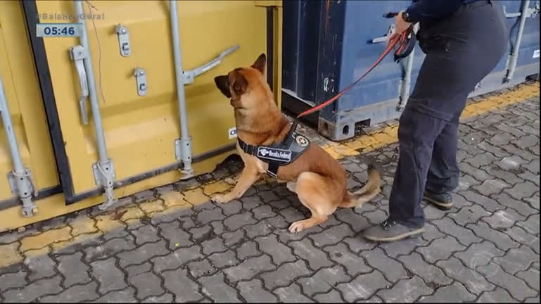 Vídeo: Cão farejador encontra 700 kg de cocaína no porto de Santos, litoral paulista
