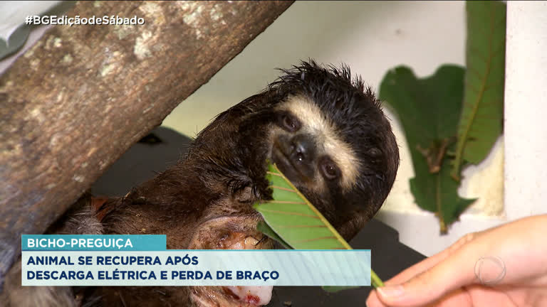 Vídeo: Bicho-preguiça sofre acidente e passa por reabilitação.