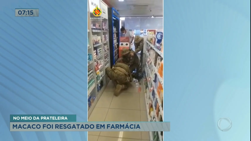 Vídeo: Macaco é resgatado em farmácia na Asa Sul (DF)