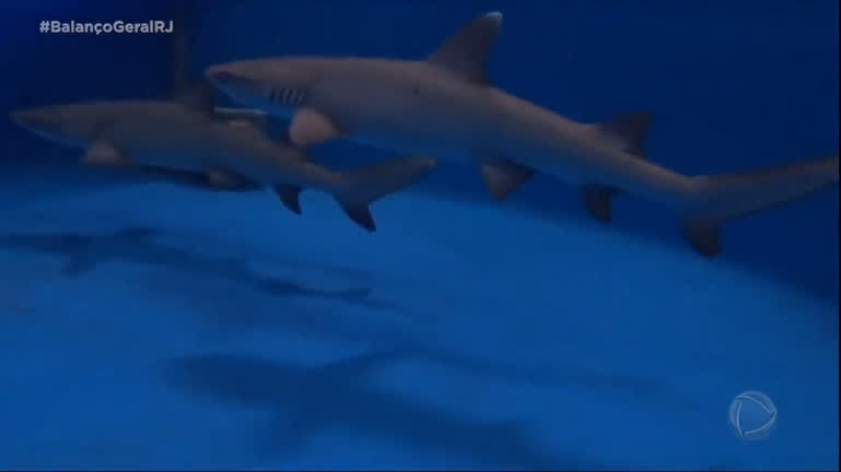 Vídeo: É o Bicho!: filhotes de tubarão são cuidados por biólogos e veterinários AquaRio