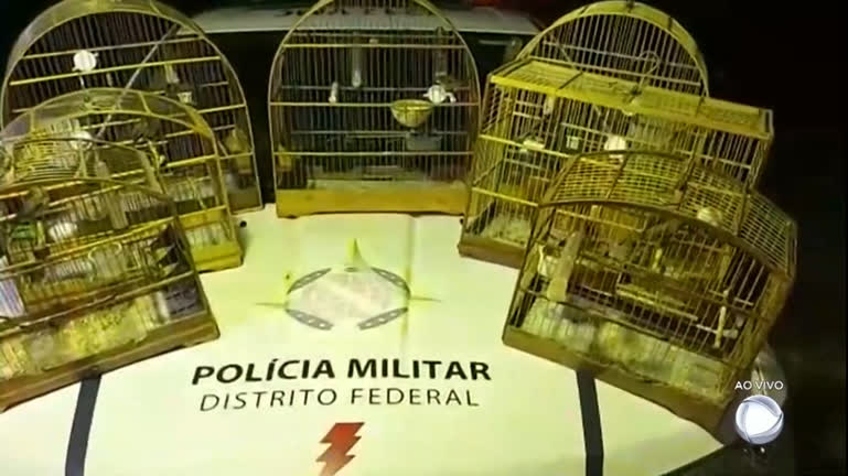 Vídeo: Dez pássaros são apreendidos em área rural de São Sebastião