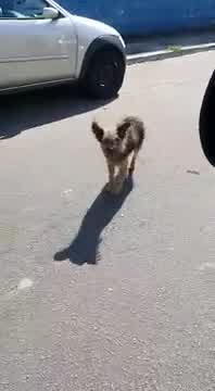 Vídeo: Bento, um dos cãezinhos que já cruzaram meu caminho este ano