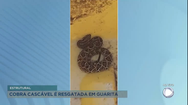 Vídeo: Cobra cascavel é resgatada em guarita na Cidade Estrutural