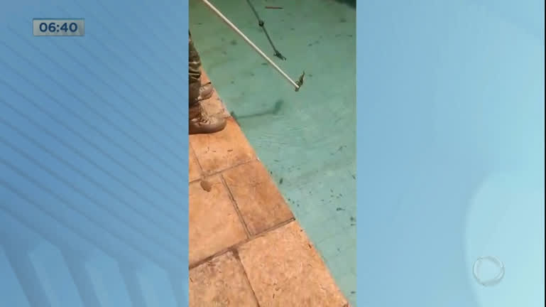 Vídeo: Cobra é resgatada em piscina de casa no Lago Sul (DF)